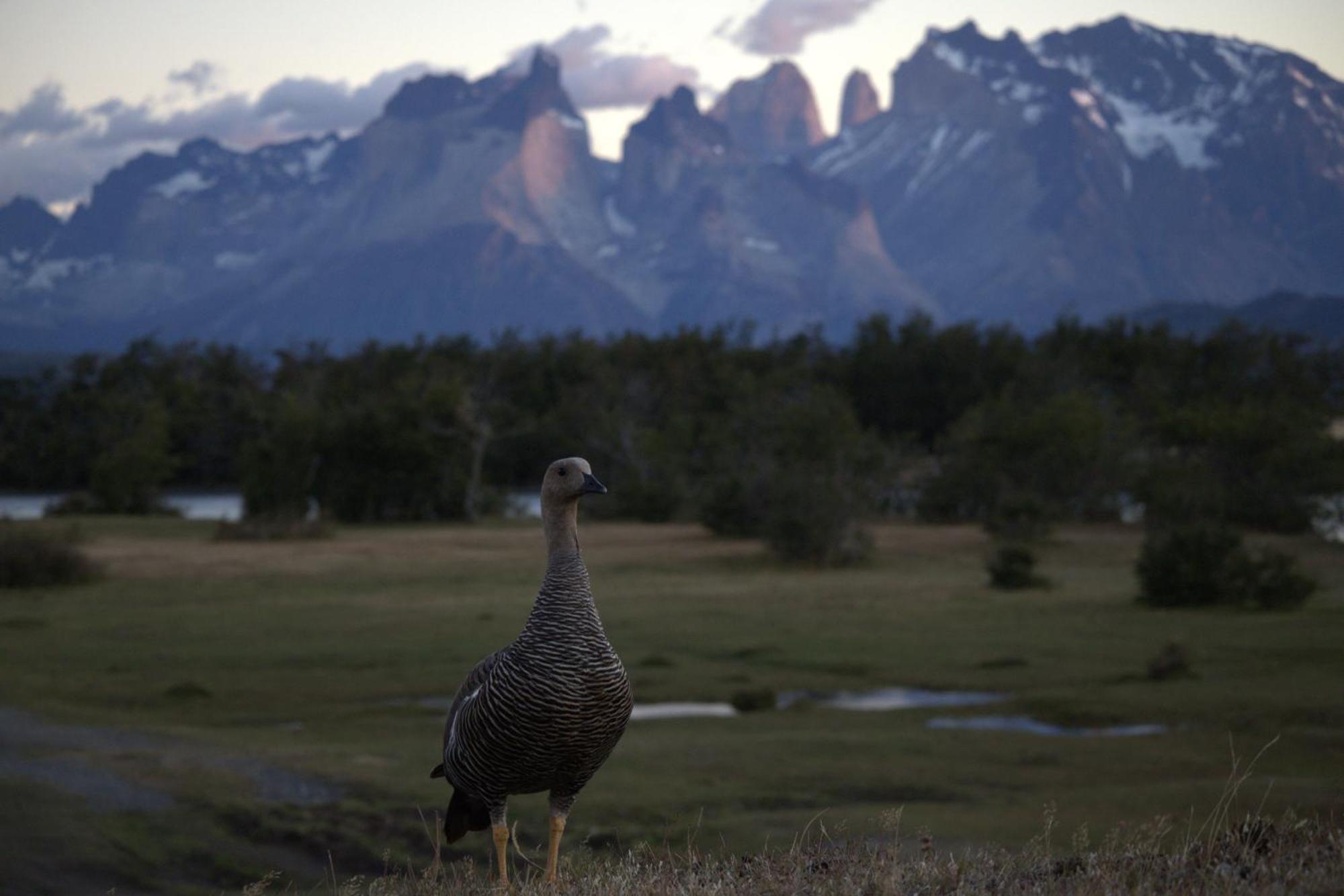 Pampa Lodge, Quincho & Caballos Torres del Paine National Park Екстериор снимка